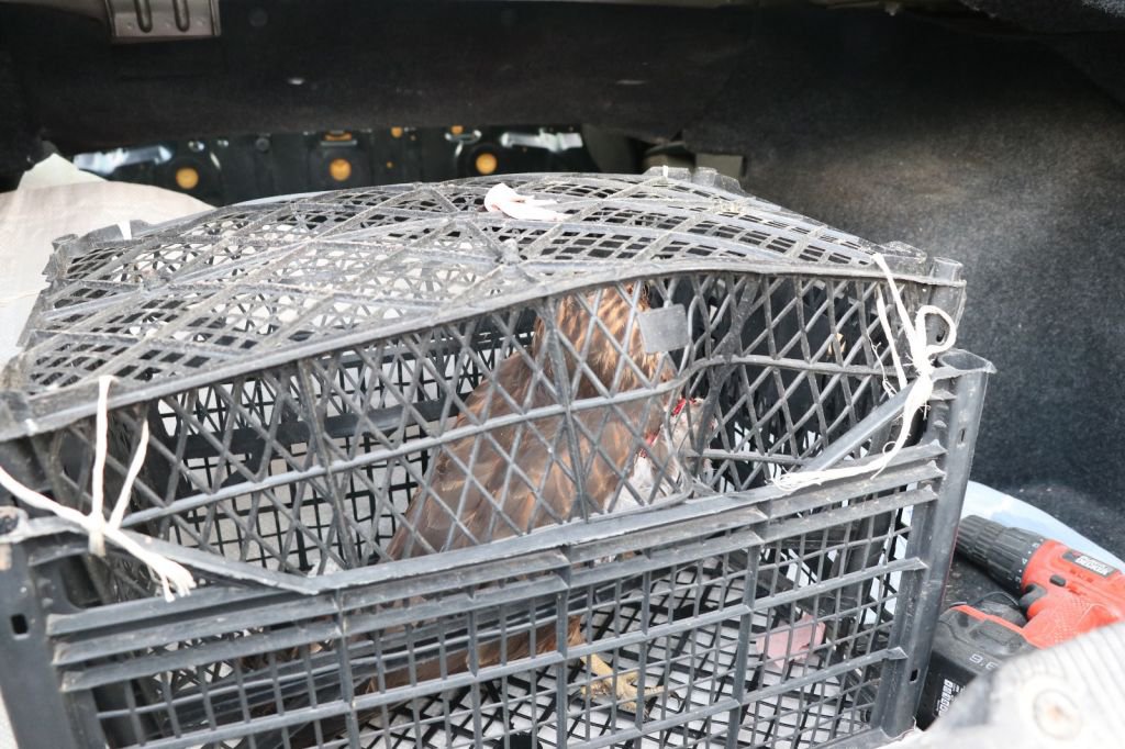 YARALI KUŞU, İŞÇİLER KURTARDI