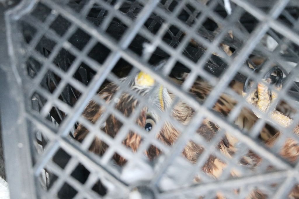 YARALI KUŞU, İŞÇİLER KURTARDI