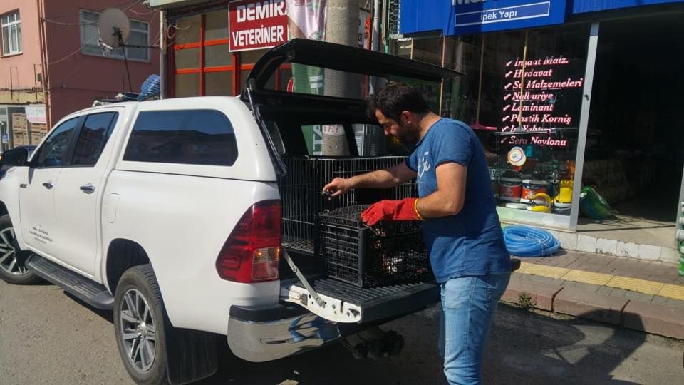 YARALI YIRTICI DOĞAL ORTAMINA DÖNDÜ