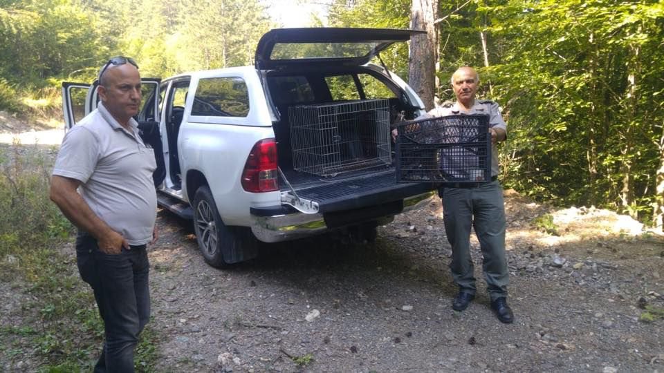 YARALI YIRTICI DOĞAL ORTAMINA DÖNDÜ