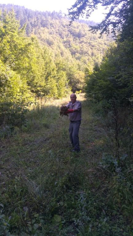 YARALI YIRTICI DOĞAL ORTAMINA DÖNDÜ