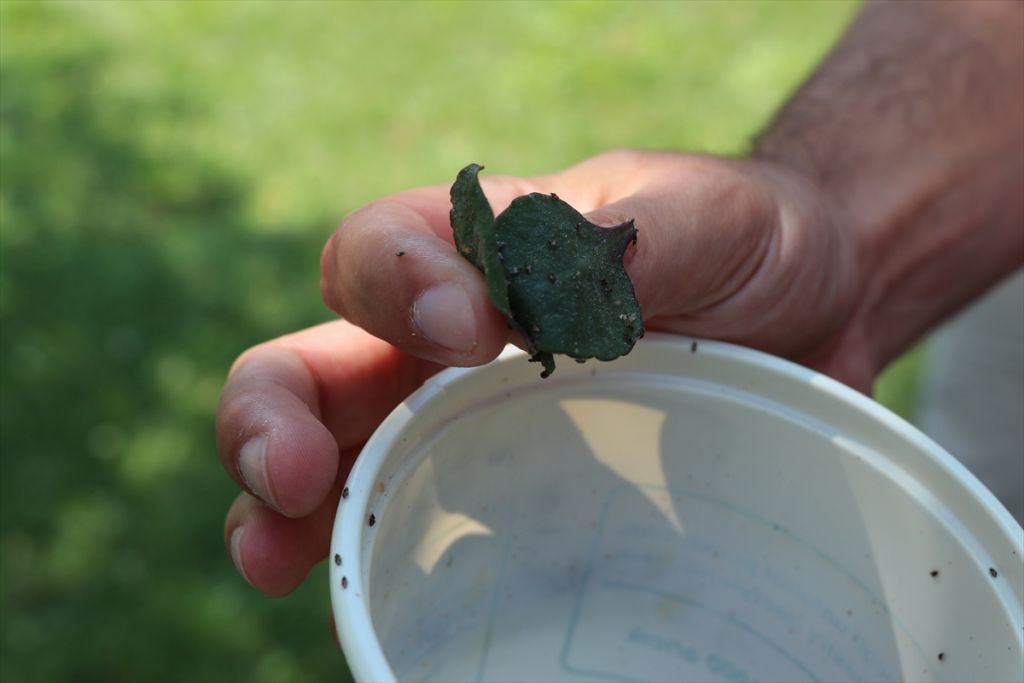 HAŞERELERE KARŞI AVCI BÖCEK ÖNLEMİ