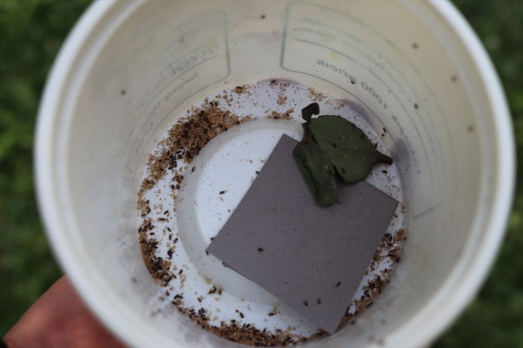 HAŞERELERE KARŞI AVCI BÖCEK ÖNLEMİ