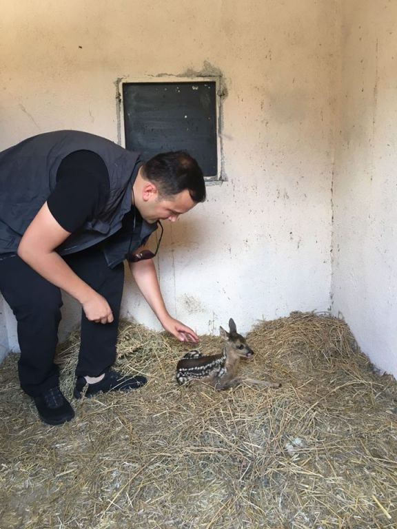 YAVRU KARACA BAKIMA ALINDI