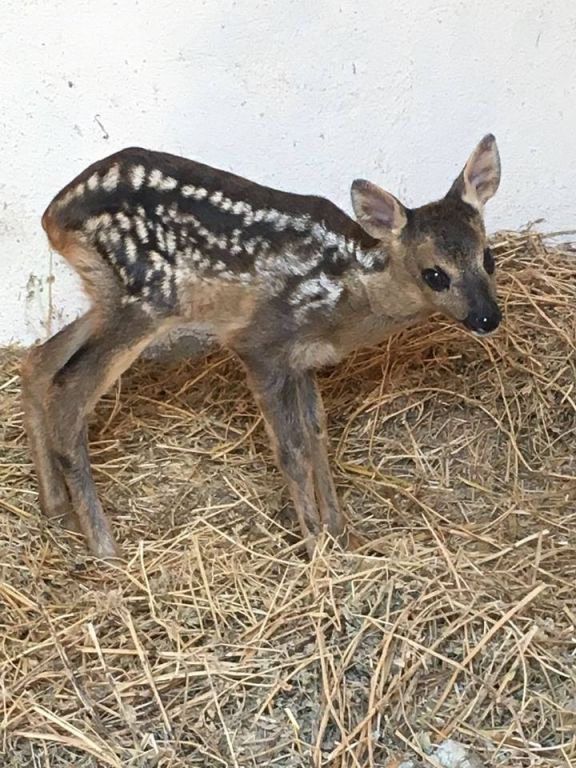 YAVRU KARACA BAKIMA ALINDI