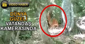 DÜNYA GÜZELİNİ BÖYLE GÖRÜNTÜLEDİLER