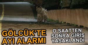 GÖLCÜK'TE AYI ÖNLEMİ