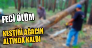 KESTİĞİ AĞACIN ALTINDA KALDI...