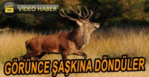 KIZIL GEYİKLER BÜYÜLEDİ