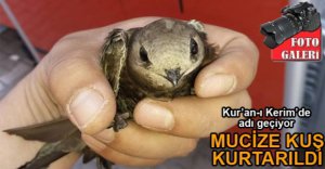 KUR'AN-I KERİM'E KONU OLAN KUŞ KURTARILDI