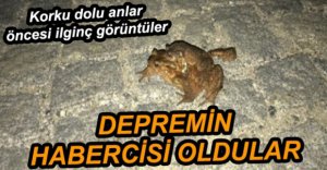 KURBAĞALAR DEPREMİ SEZDİ