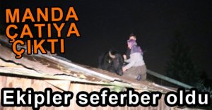 MANDA ÇATIYA ÇIKTI, EKİPLER SEFERBER OLDU