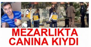 MEZARLIKTA CANINA KIYDI