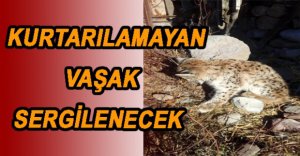 MÜZEDE SERGİLENECEK