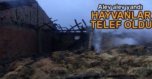 NE VARSA KÜLE DÖNDÜ