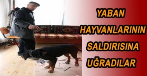ORMANA GİDEN KÖPEKLER SALDIRYA UĞRADI