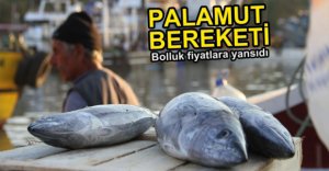 PALAMUT FİYATLARI DÜŞTÜ