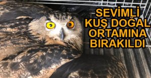 PUHU KUŞU YAŞAM ALANINA GERİ DÖNDÜ