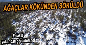 RÜZGAR AĞAÇLARI YIKTI GEÇTİ