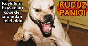 SAHİPSİZ KÖPEKLER KORKU SALIYOR