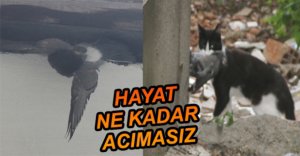 KURTULDU DERKEN YEM OLDU