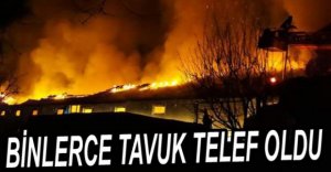 TAVUK ÇİFTLİĞİ KÜL OLDU...