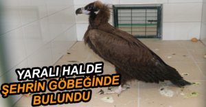 TEDAVİSİNİ YAPIP DOĞAYA SALDILAR