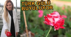 TÜRK GÜLÜ GÜZELLİĞİYLE BÜYÜLÜYOR