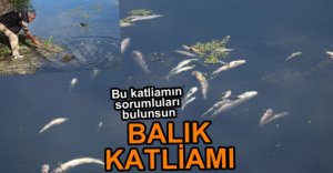 ULUS ÇAYI'NDA TOPLU BALIK ÖLÜMLERİ