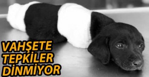 VAHŞETE TEPKİLER DİNMİYOR