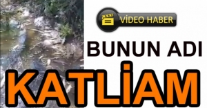 VİDEO HABER - DEREDE HAYVAN KATLİAMI