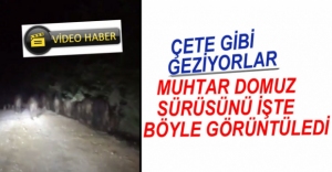 VİDEO HABER - MUHTAR DOMUZ SÜRÜSÜNÜ GÖRÜNTÜLEDİ