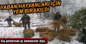 YABAN HAYVANLARI İÇİN DOĞAYA YEM BIRAKILDI