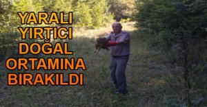 YARALI YIRTICI DOĞAL ORTAMINA DÖNDÜ