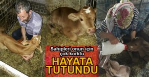 YAVRU BUZAĞI ÖLÜMDEN DÖNDÜ