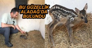 YAVRU KARACA BAKIMA ALINDI