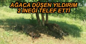 YILDIRIM İNEKLERİ TELEF ETTİ