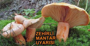 ZEHİRLİ MANTAR UYARISI...