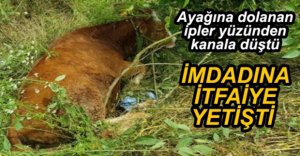 ZOR DURUMDA OLAN İNEK KURTARILDI