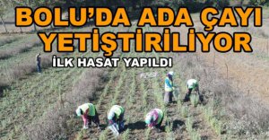 ADA ÇAYININ İLK HASADI YAPILDI