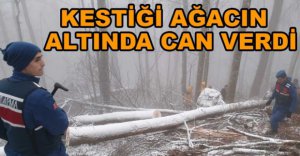 AĞACIN ALTINDA KALARAK CAN VERDİ