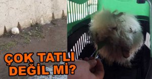 ANGORA TAVŞANININ İMDADINA İTFAİYE YETİŞTİ