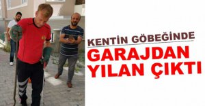 APARTMANIN GARAJINDAN YILAN ÇIKTI