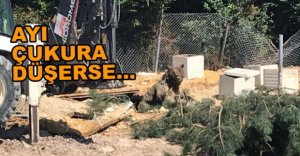 AYI ÇUKURA DÜŞTÜ