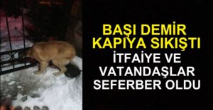 BAŞI DEMİR KAPIYA SIKIŞAN 'ZUZU' YU İTFAİYE KURTARDI