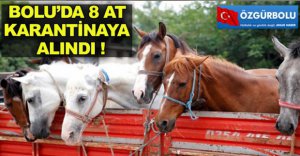 ABANT'TA 8 AT KARANTİNAYA ALINDI