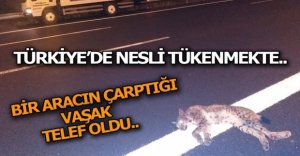 BOLU'DA BİR ARACIN ÇARPTIĞI VAŞAK ÖLDÜ..