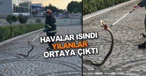 BOLU'YU YILANLAR BASTI