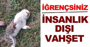 BUGÜN HAYVANLARA, YARIN ÇOCUKLARA !