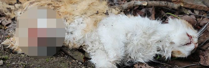 AKIL ALMAZ VAHŞET...